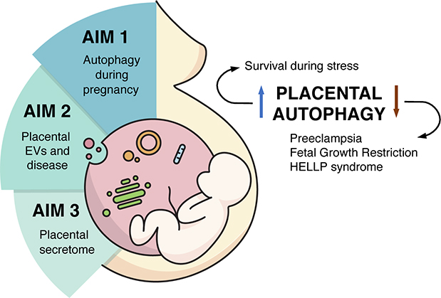 placental_cell.jpg