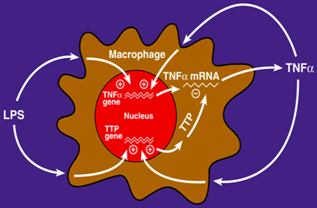 polypeptidejpg.gif