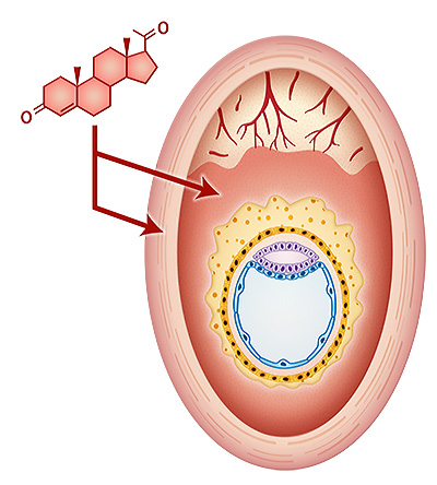 pregnancy_female_lab.jpg