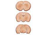 embedding_rat_brain_l2l4.jpg