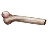 embedding_rat_femur.jpg