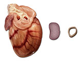 embedding_rat_heart_aorta_tongue.jpg