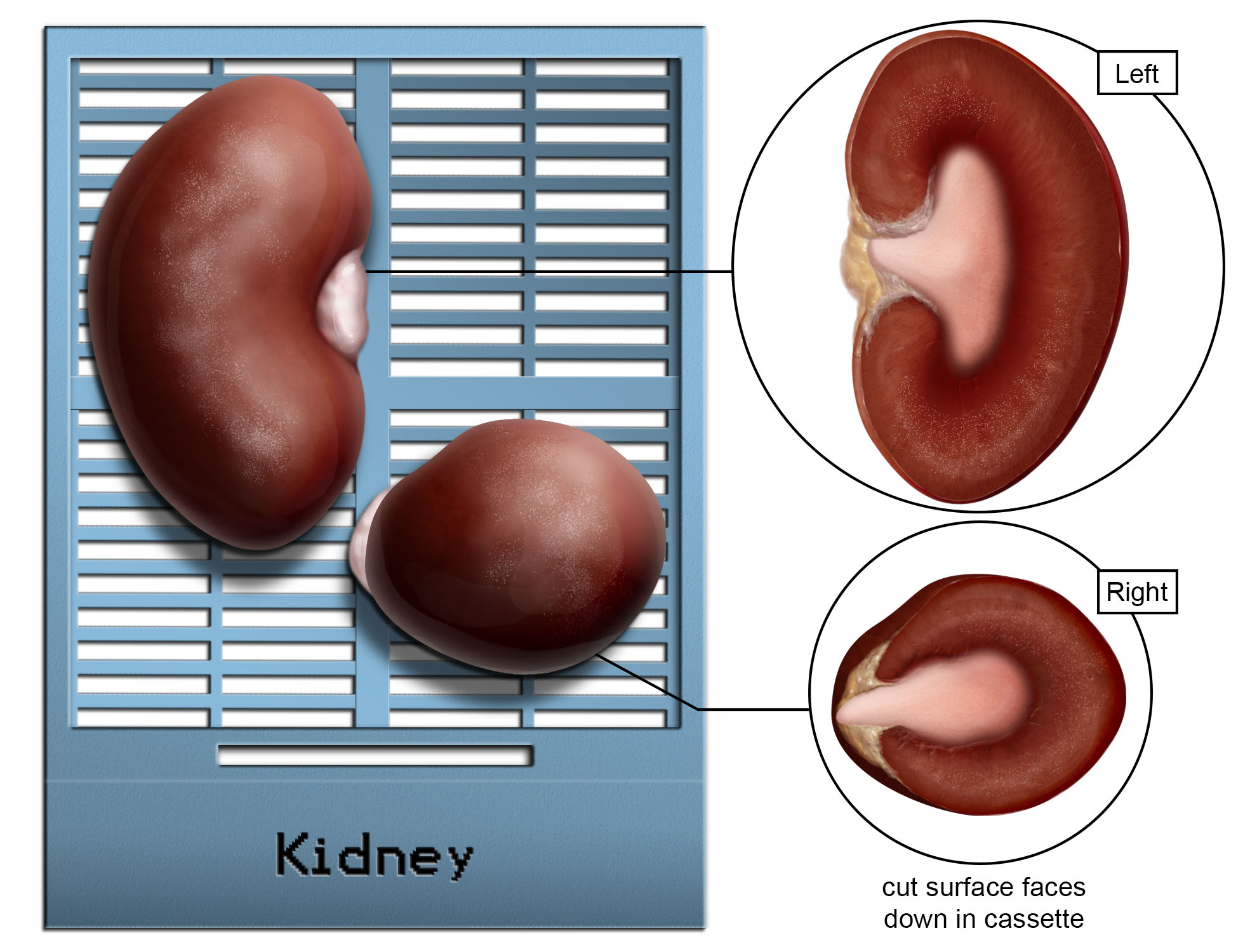 embedding_rat_kidney.jpg