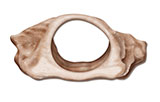 embedding_rat_larynx.jpg
