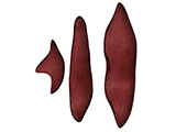 embedding_rat_liver.jpg
