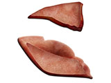 embedding_rat_lung_apical_cardiac.jpg