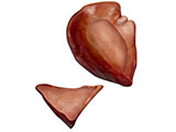 embedding_rat_lung_diaphragmatic_accessory.jpg