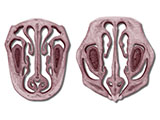 embedding_rat_nasal_turbinates_l1l2.jpg