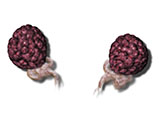 embedding_rat_ovaries.jpg