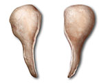 embedding_rat_preputial_gland.jpg