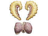 embedding_rat_prostate_sem_ves_coag_gland.jpg