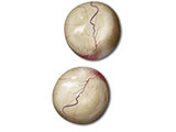 embedding_rat_testes.jpg