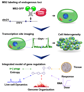 scd_ms2_labeling_of_endogenous_loci.jpg