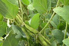 soybean.jpg