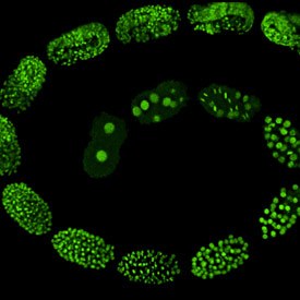 Selective plane illumination microscopy (SPIM) images of a developing C. elegans embryo