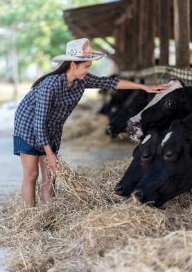 srp_phi_enterosorbents_cows.jpg