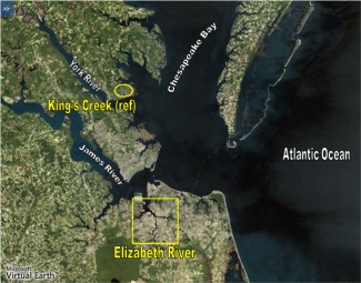 srp_phi_killifish_elizabeth_river.jpg