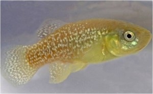 srp_phi_killifish_fish_no_cap.jpg