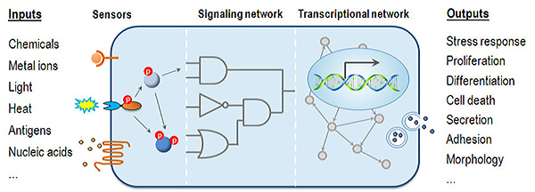 systemsbiology.jpg