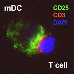 T cell