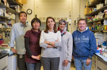 The team led by Dr. Puertollano seeks new ways of understanding how lysosomes function in health and disease