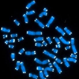 Human cells contain 46 chromosomes (blue), the ends of which are capped with protective telomeres (white) that vary in length.