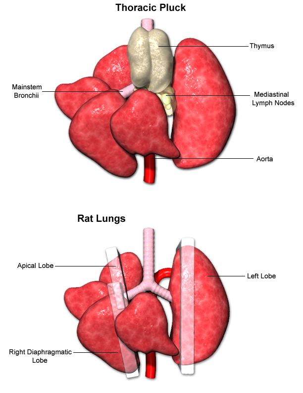 thoracicplucklungsjpg.jpg