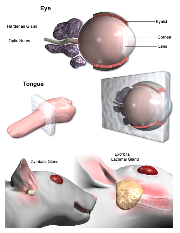 tongueeye_and_zymbalsjpg.jpg