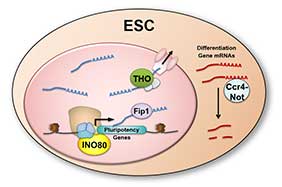 transcriptional_and_posttranscriptional_regulation.jpg
