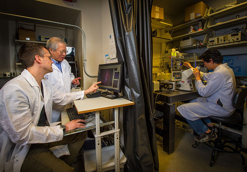 Staff Scientist Andrew Doyle and NIH Distinguished Investigator Ken Yamada discuss a 3D image of fibroblasts, while sabbatical researcher Hyun Koo examines migrating cells