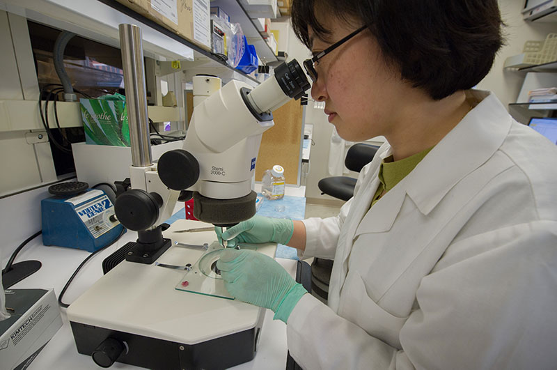 Postdoctoral fellow E. Emily Joo dissects mouse salivary glands