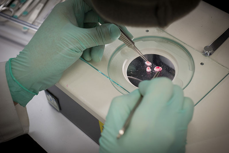 Embryonic mouse tissue provides cells for study