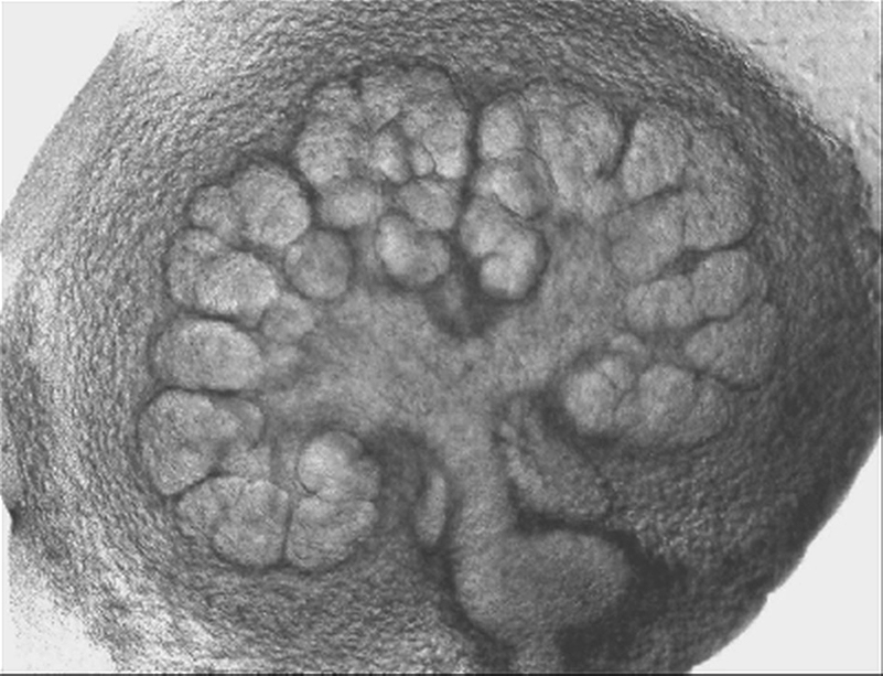 A brightfield microscopy image of a developing salivary gland