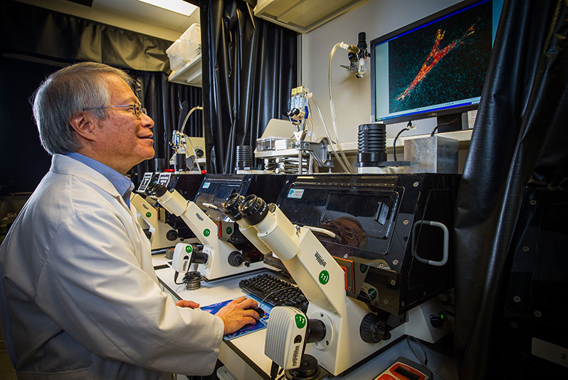 Dr. Yamada examining a confocal microscope image of a human fibroblast migrating in a collagen matrix