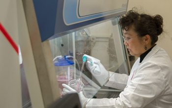 Lab Manager Youfeng Yang, M.S., prepares cultured cells for examination.