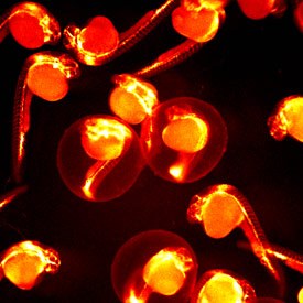 Zebrafish offer a uniquely useful model of cellular development, thanks to their transparent bodies and sharing many biological pathways with humans
